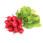 Dutch Red Radish