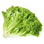 Lollo Bionda Lettuce