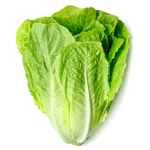Jordanian Romaine Lettuce