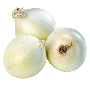 Spanish White Onion