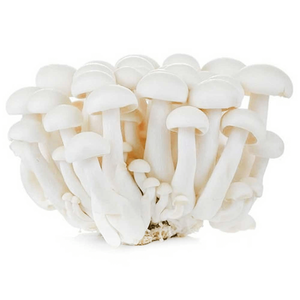 Mushroom White Shimenji