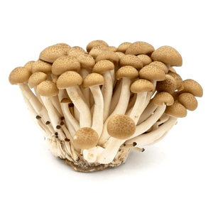 Mushroom Brown Shiminji