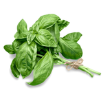 Holland Basil