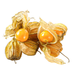 Tropi Gold Physalis Holland
