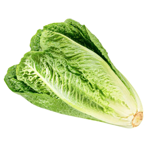 Kuwaiti Romaine Lettuce
