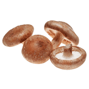 Mushroom Shiitake Holland
