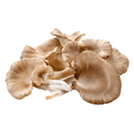 Mushroom Oyster Holland