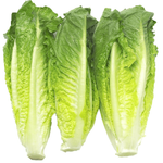 Spain Romaine Heart Lettuce
