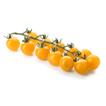 Yellow Cherry Tomato vine