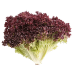 Lollo Rosso Lettuce