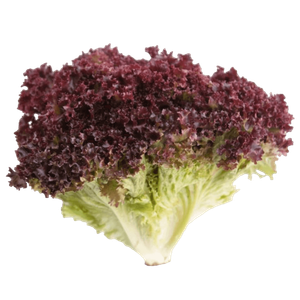 Lollo Rosso Lettuce