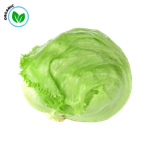 Freshika Organic Iceberg Lettuce