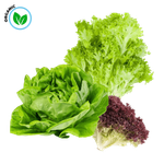 Freshika Organic Assorted Lettuce