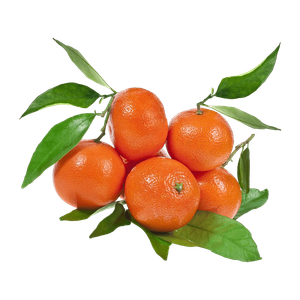 Spanish Clementine With Leaves