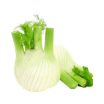 Italian Fennel
