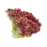 La Farm Lettuce Motif Lolarossa Shaped Red