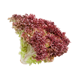 La Farm Lettuce Motif Lolarossa Shaped Red