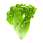 La Farm Lettuce Kivanc 09 Lolo Bionda Shaped Green