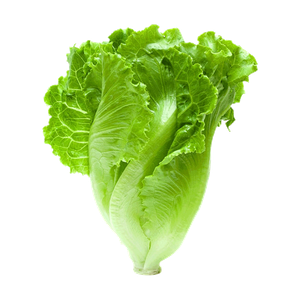 La Farm Lettuce Kivanc 09 Lolo Bionda Shaped Green