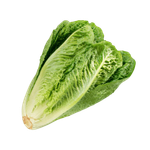 La Farm Lettuce Fiyonk Cos Lettuce Shaped Green