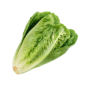 La Farm Lettuce Fiyonk Cos Lettuce Shaped Green