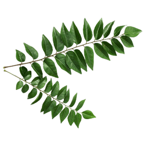 Indian Curry Leaves 