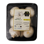 فطر أبيض قطري