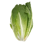 Kuwaiti Fresh Romaine Lettuce