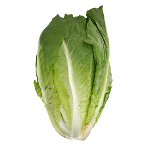 Kuwaiti Fresh Romaine Lettuce