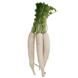 Kuwaiti Fresh White Radish