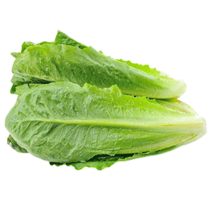 Fresh Romaine Lettuce