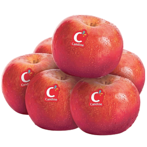 French Fresh Candy Apples