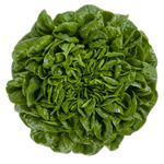 Fresh Lactuca Pascal RZ