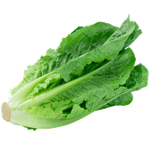 Fresh Jordanian Romaine Lettuce