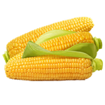 Fresh Jordanian Corn