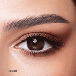 Bella One Day Cedar Contact Lenses
