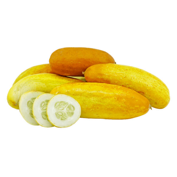 Carousel Main Image 1